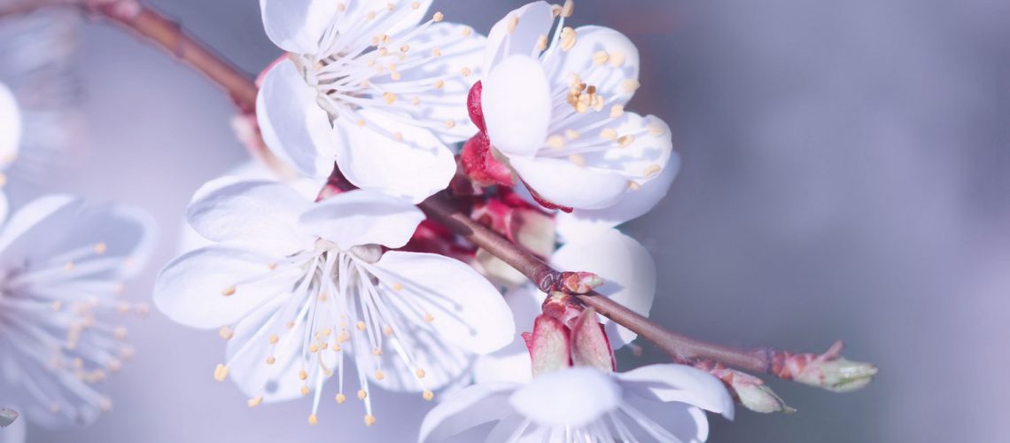 Beautiful-white-apricot-flowers_DSCF3427